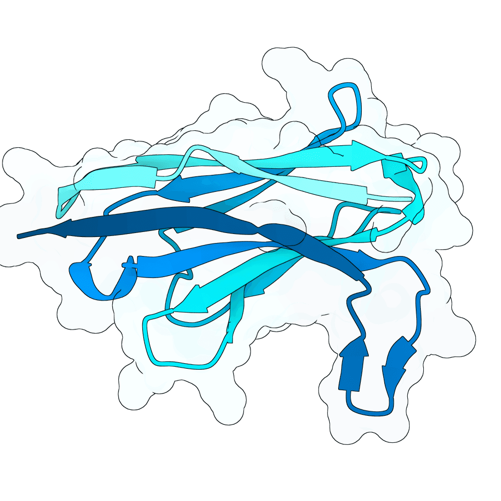 ivory-ant-snow