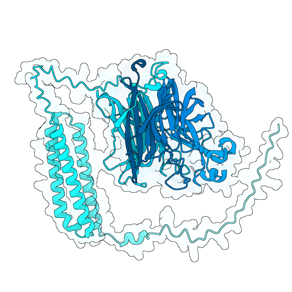 Nipah Virus Glycoprotein G structure preview