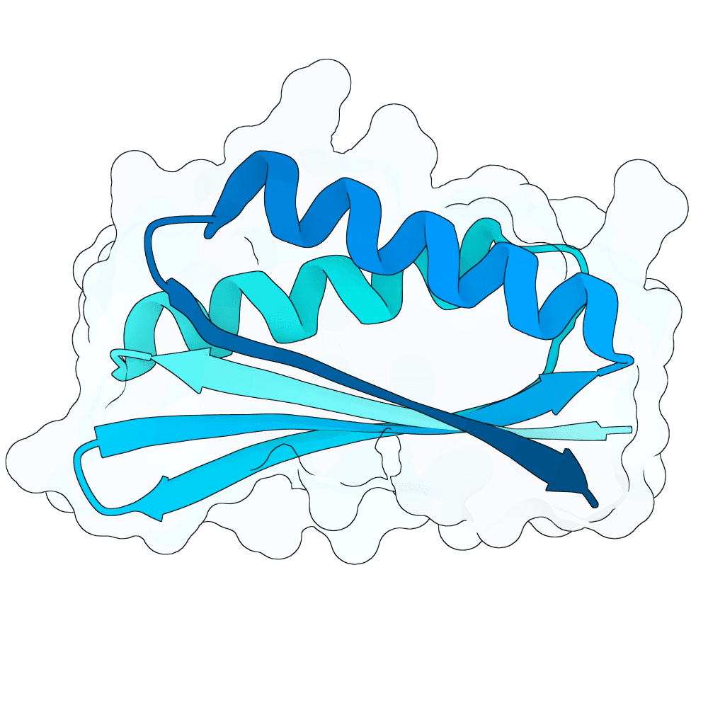 silver-gecko-cypress