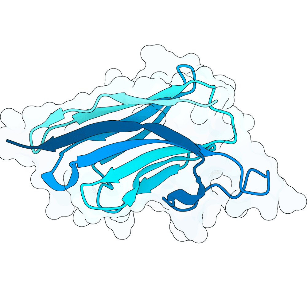 crimson-falcon-birch