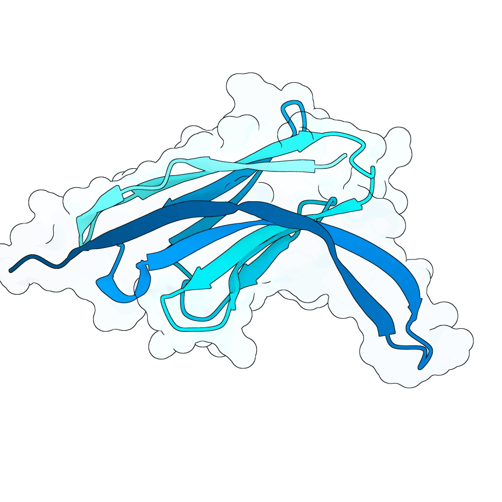 silver-falcon-orchid