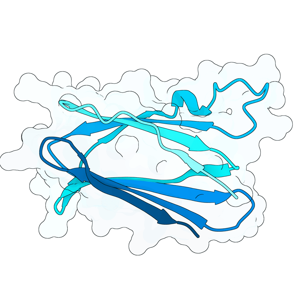 young-seal-ember