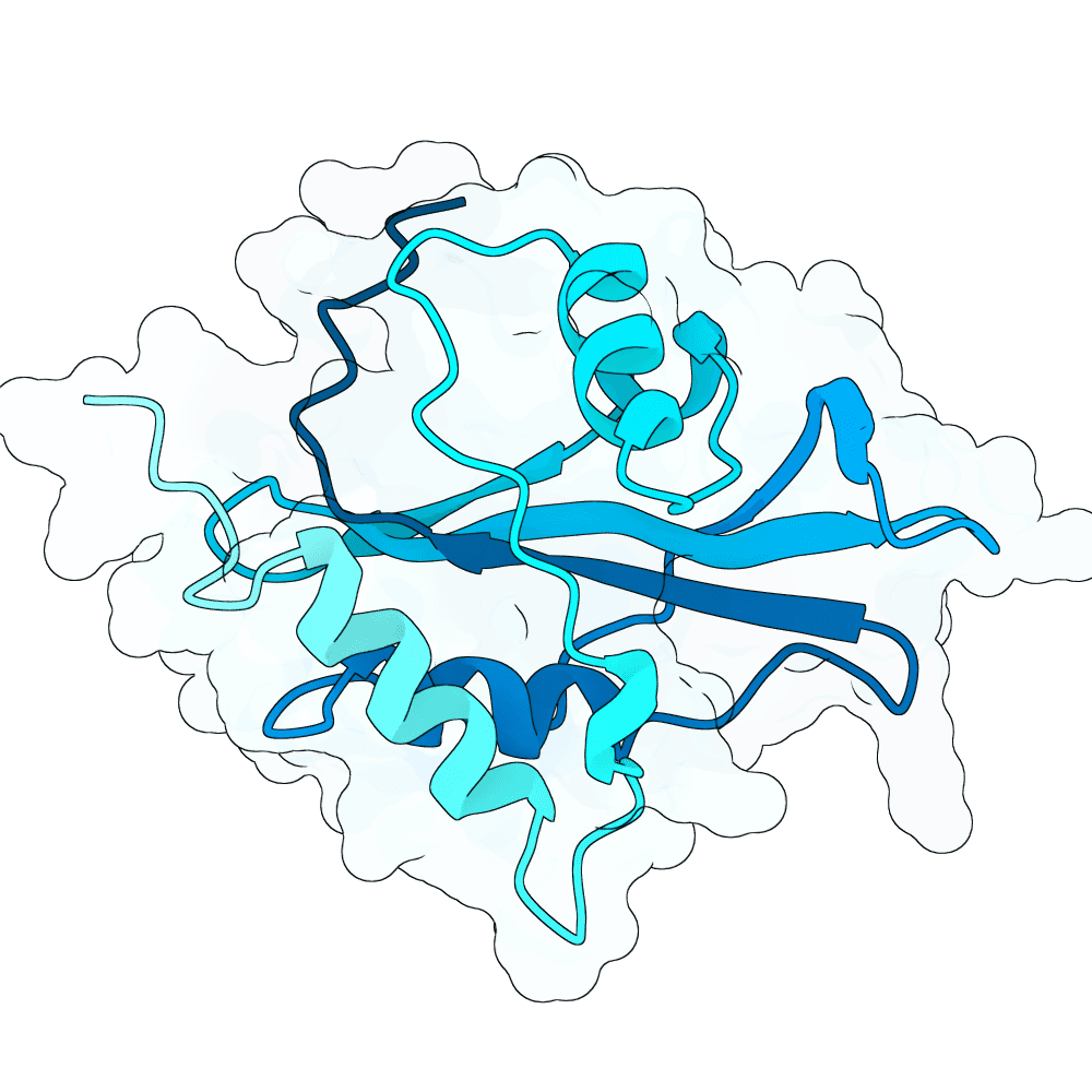 rapid-wolf-fern