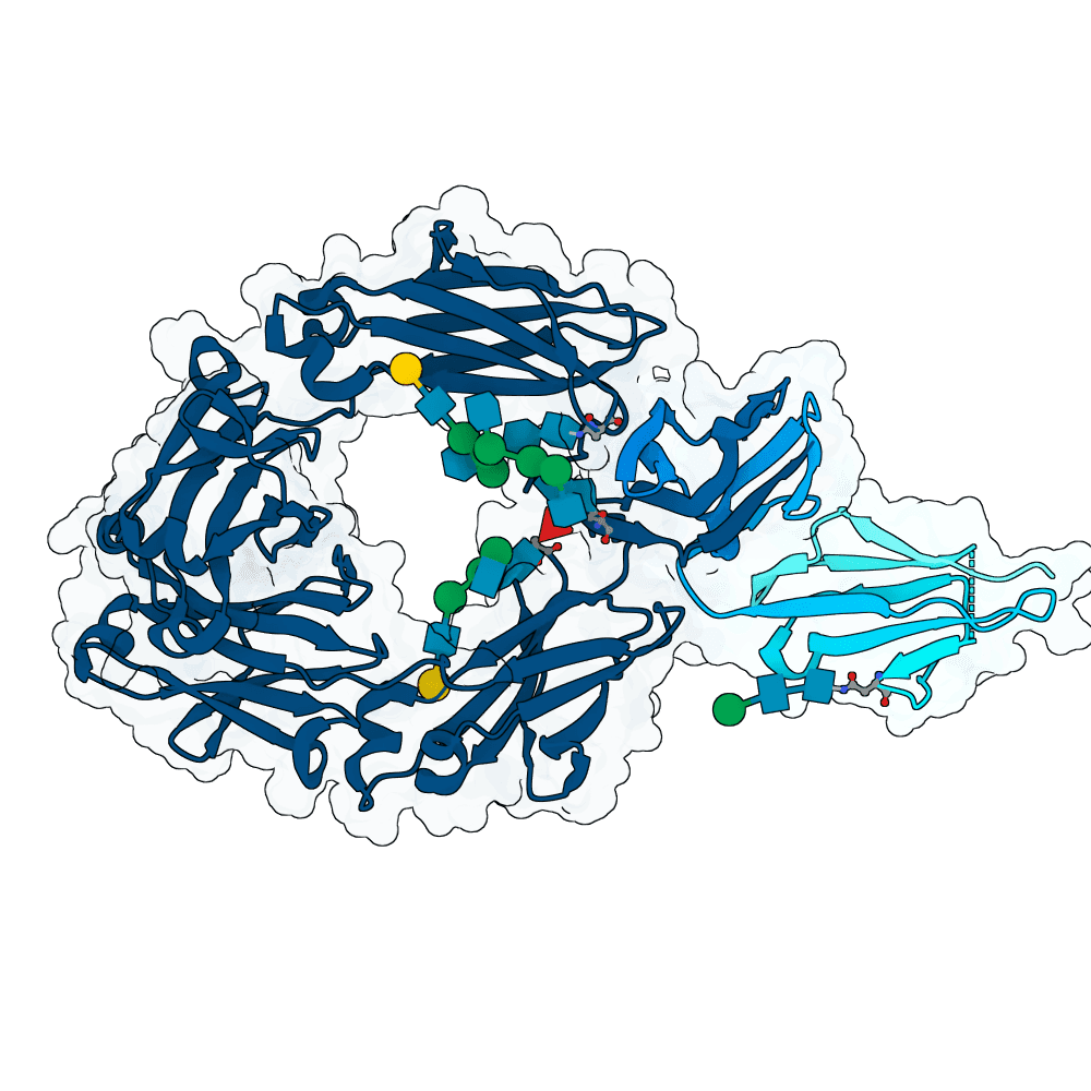 CD16a (Human Fc gamma R3A) structure preview