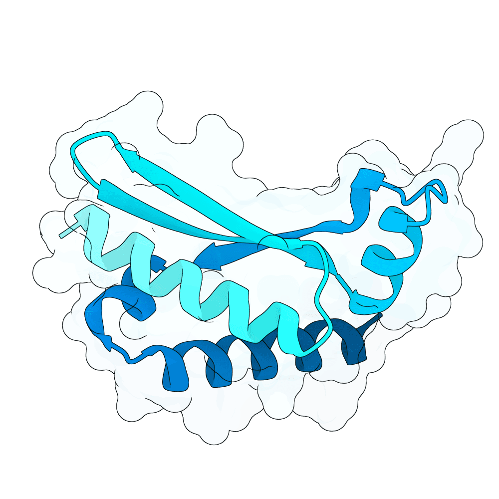 rapid-gecko-fern