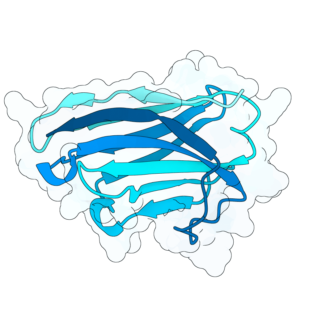 silent-yak-rose