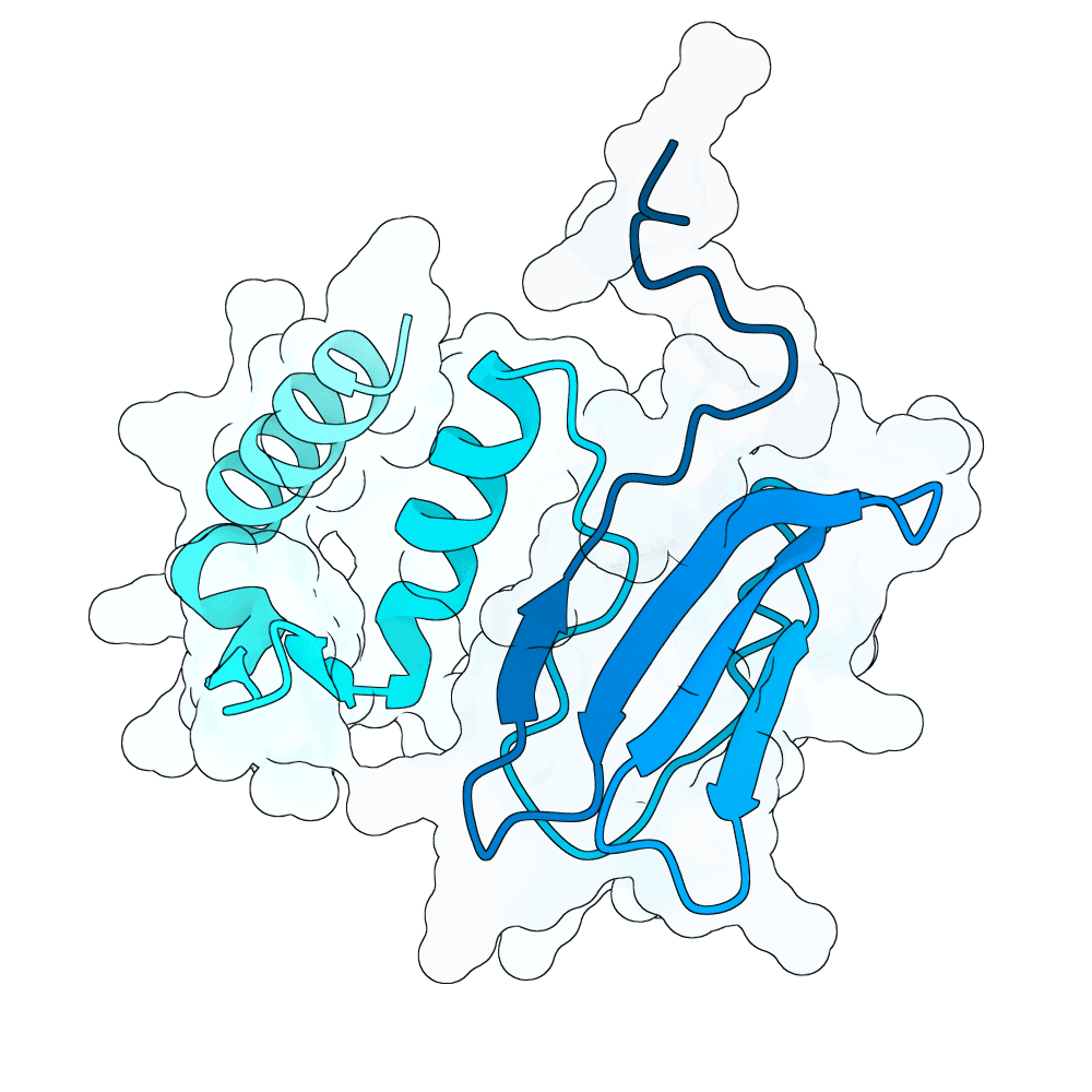 steady-shark-crystal