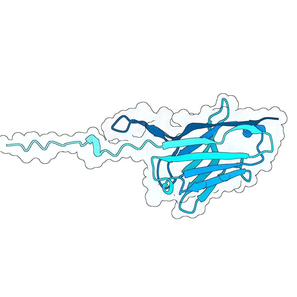 noble-falcon-cypress
