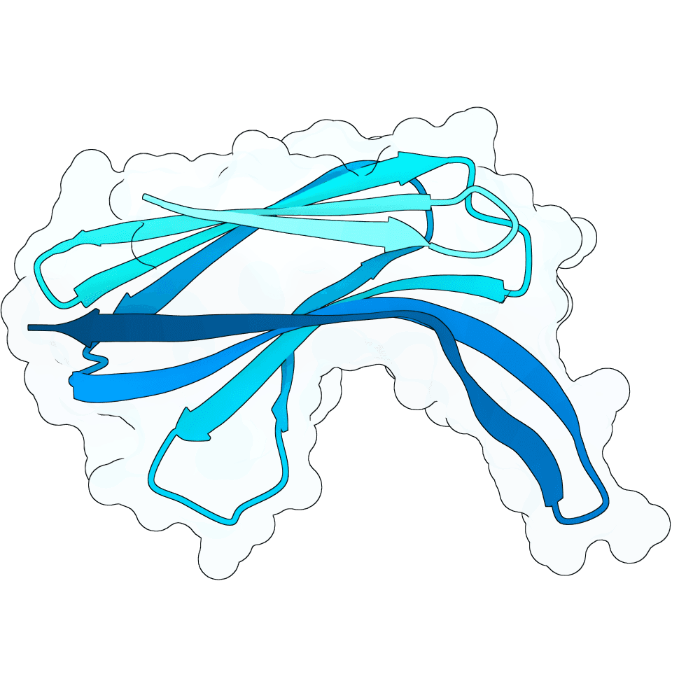 scarlet-zebra-willow