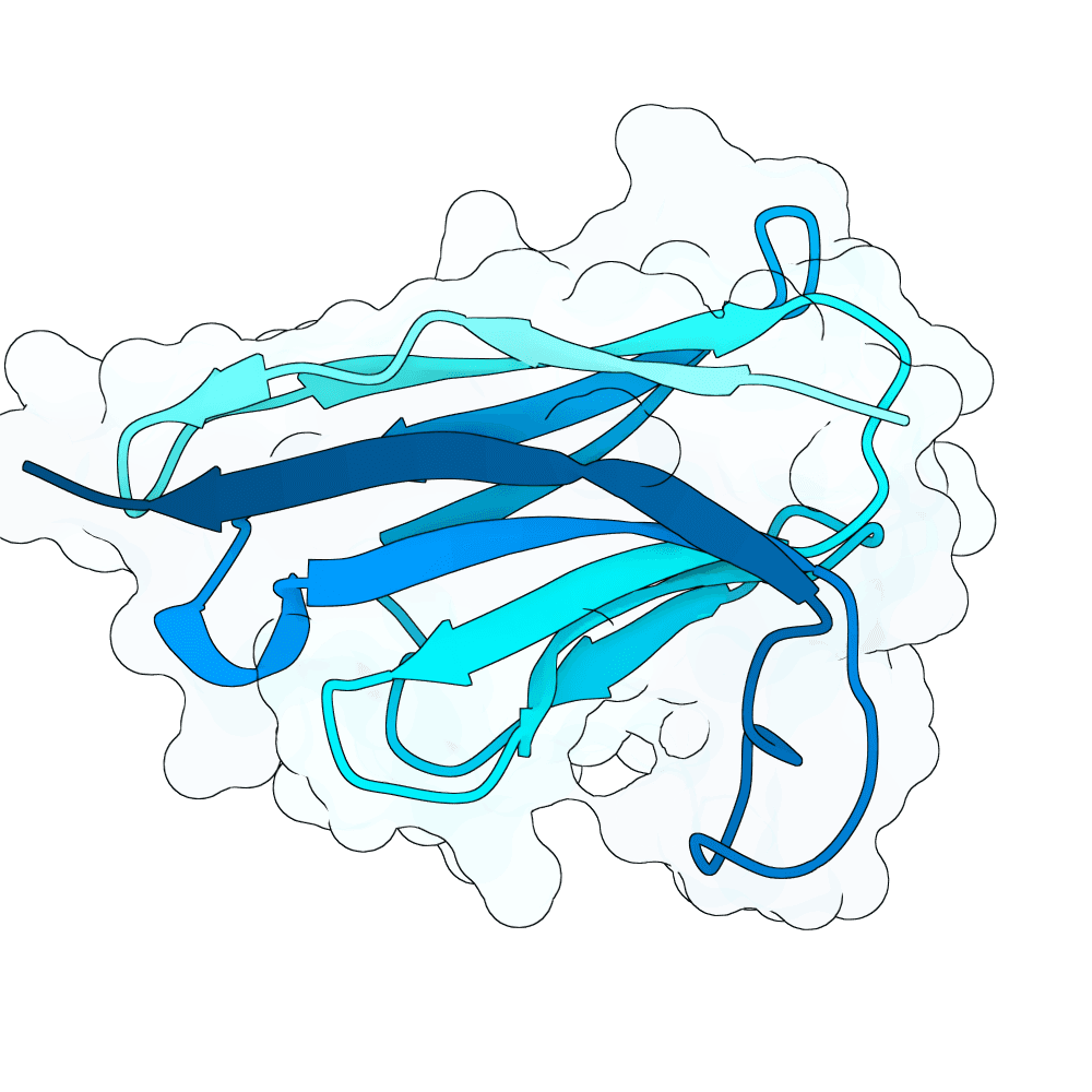 steady-falcon-orchid