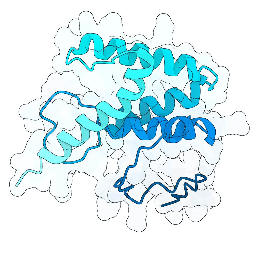 silver-falcon-willow