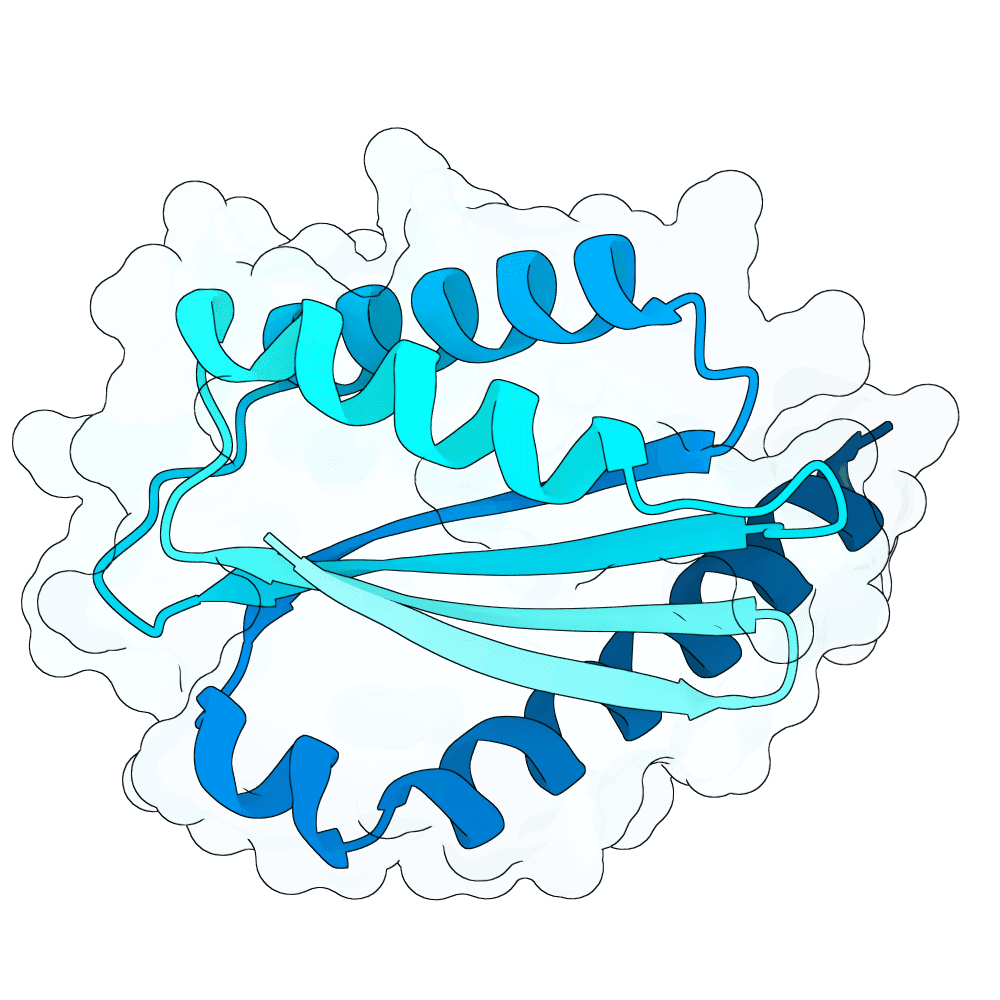 rapid-zebra-cedar
