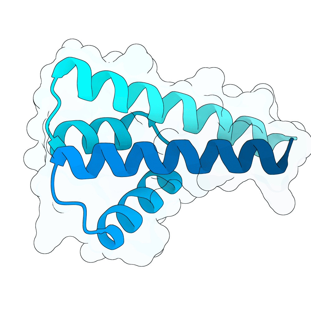 strong-lynx-maple