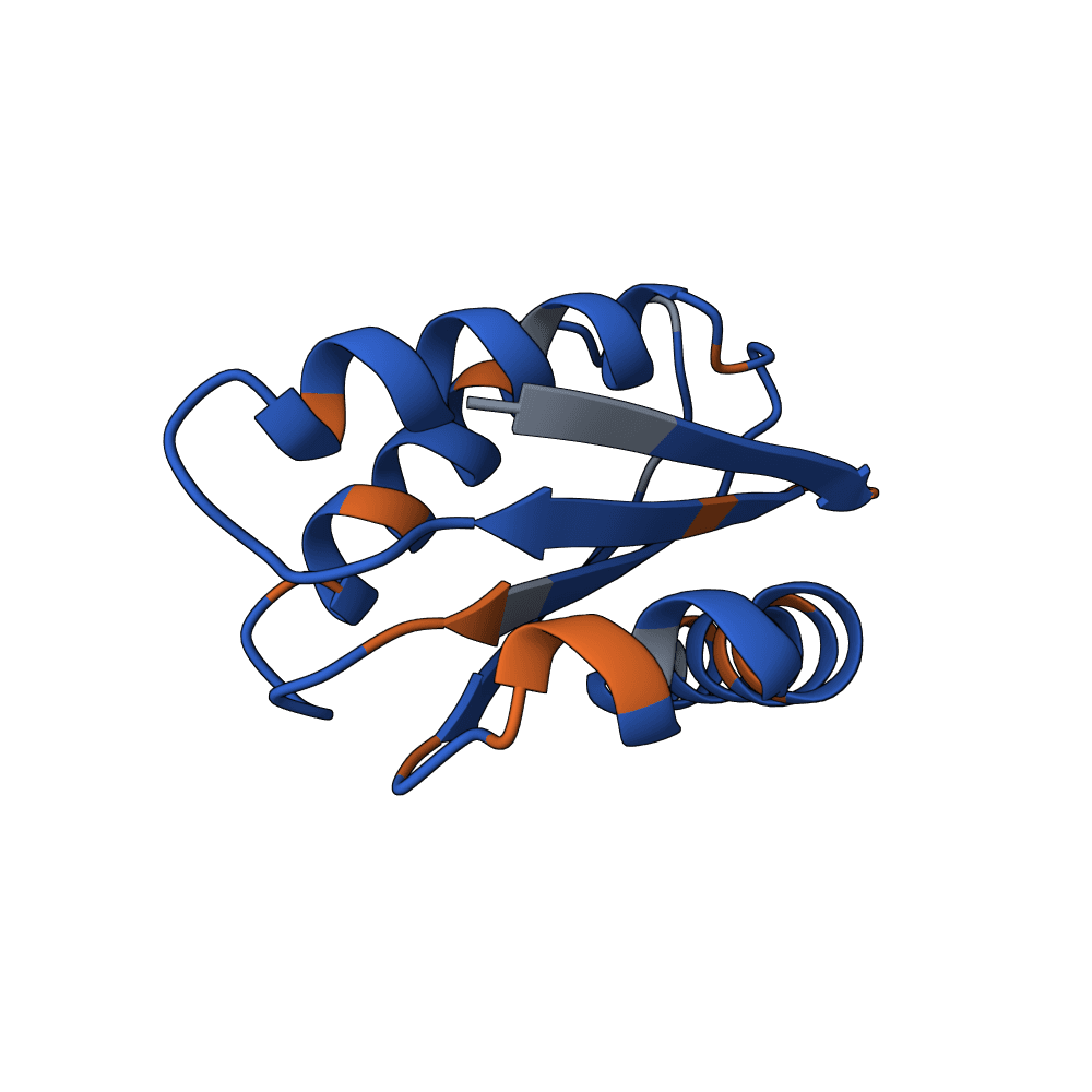 rapid-zebra-cedar