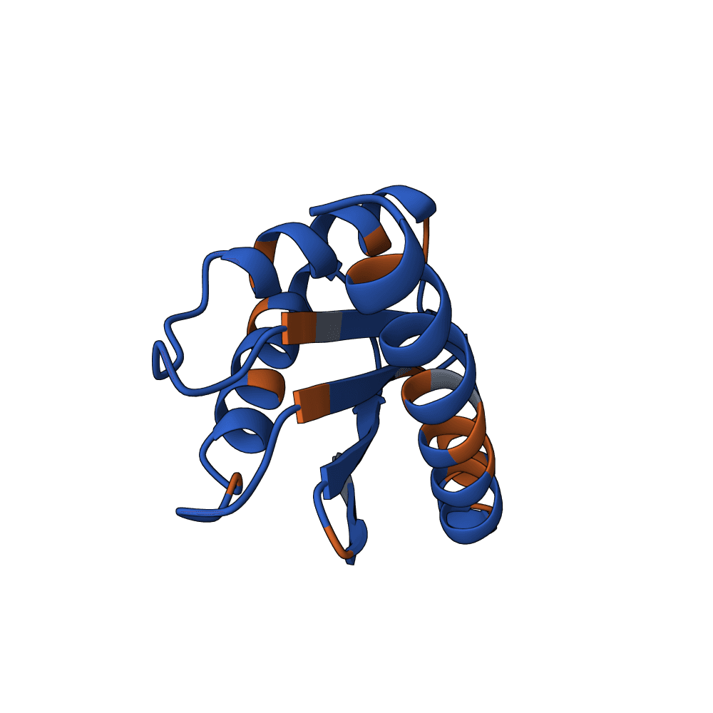 strong-panther-birch